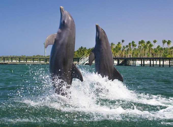 Dolphins