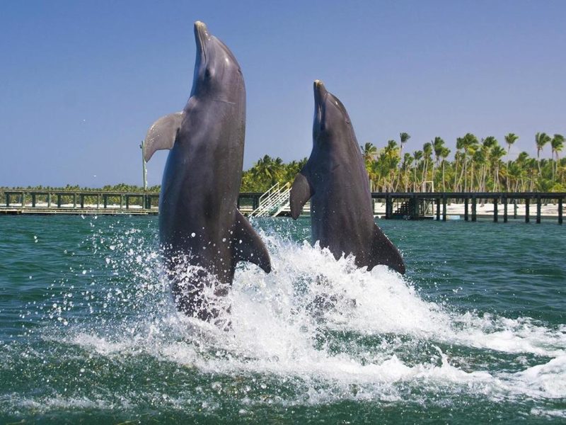 Dolphins